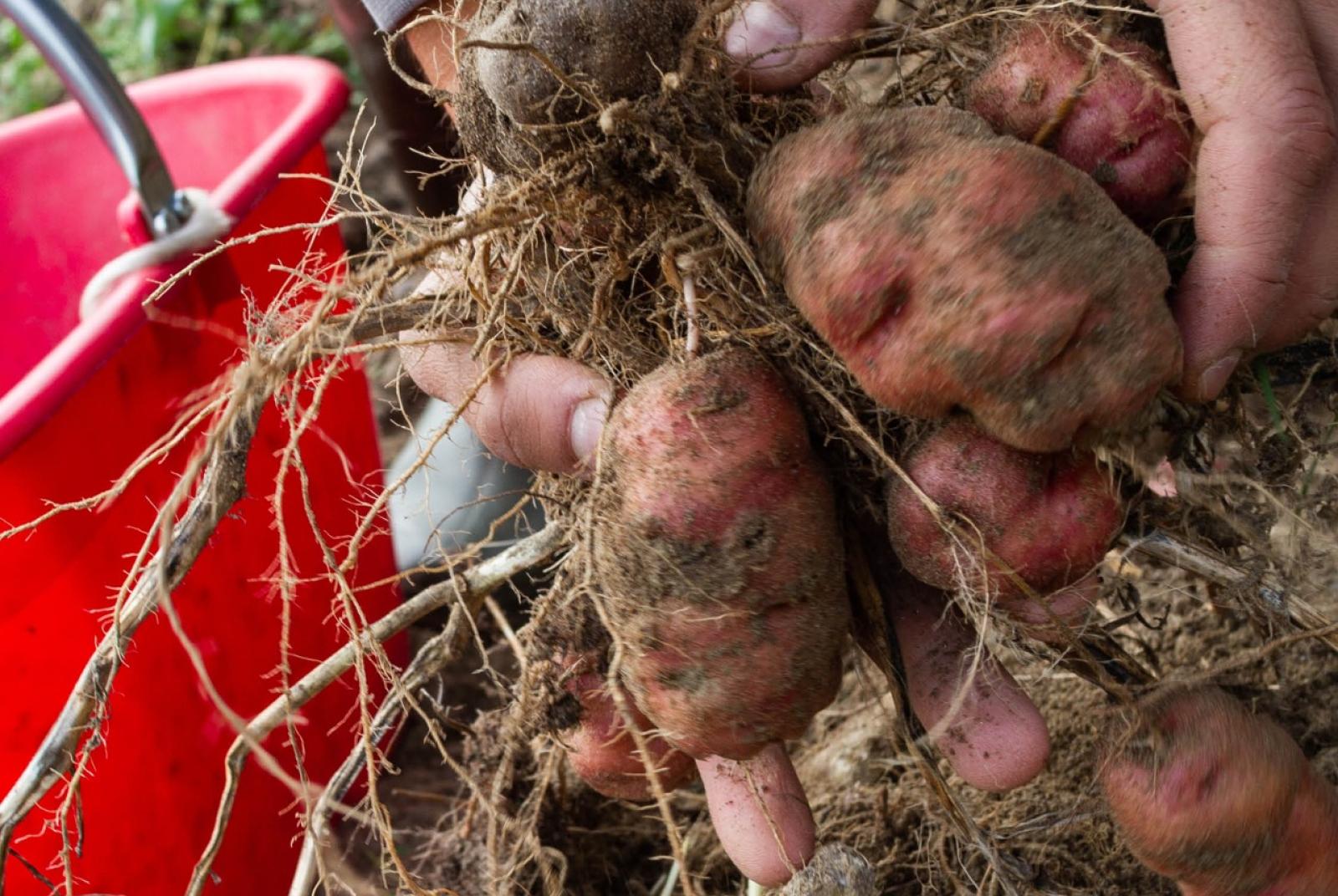 Gli orti salveranno il mondo!