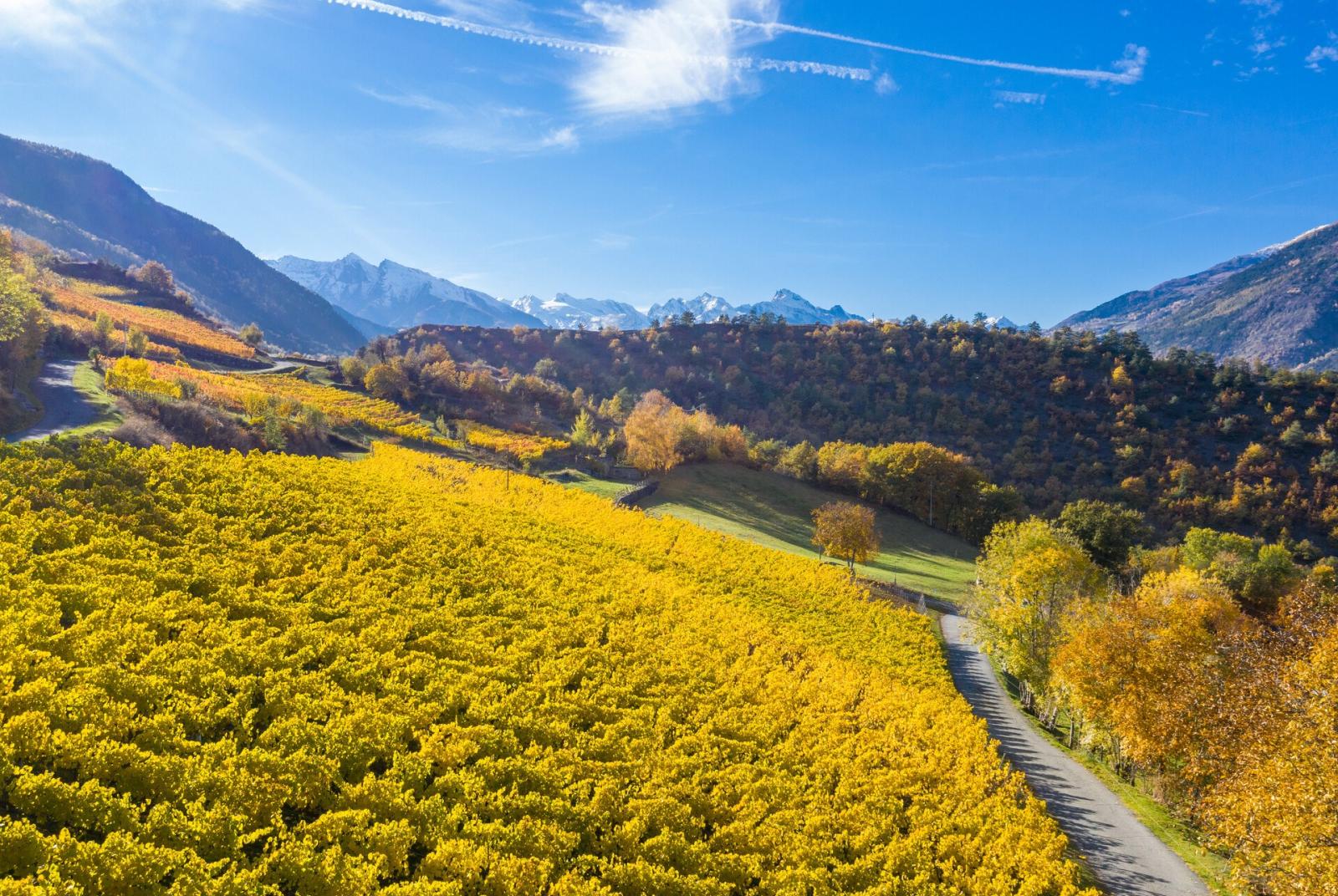 Vigneti  Cantine a Cielo Aperto