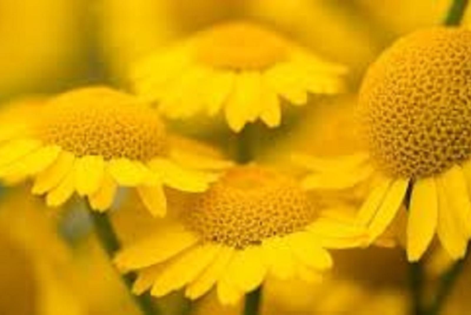 Mostra: L'energia del giallo