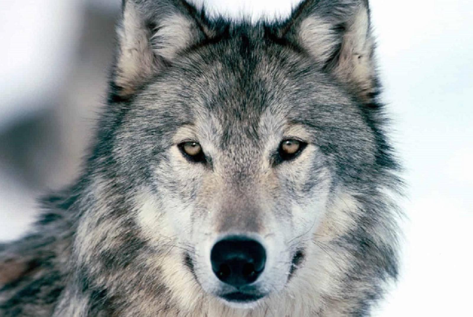 Conferenza - Serata sul Lupo