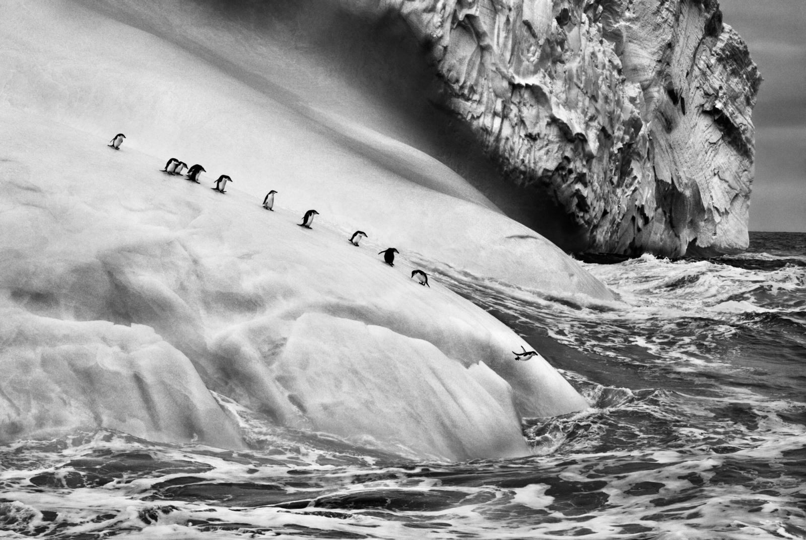 © Sebastião Salgado/Contrasto. Gli iceberg sono pezzi di ghiacciaio che si staccano e vanno alla deriva nel mare. Isole Sandwich Australi, 2009    Mostra fotografica: Sebastião Salgado - Ghiacciai