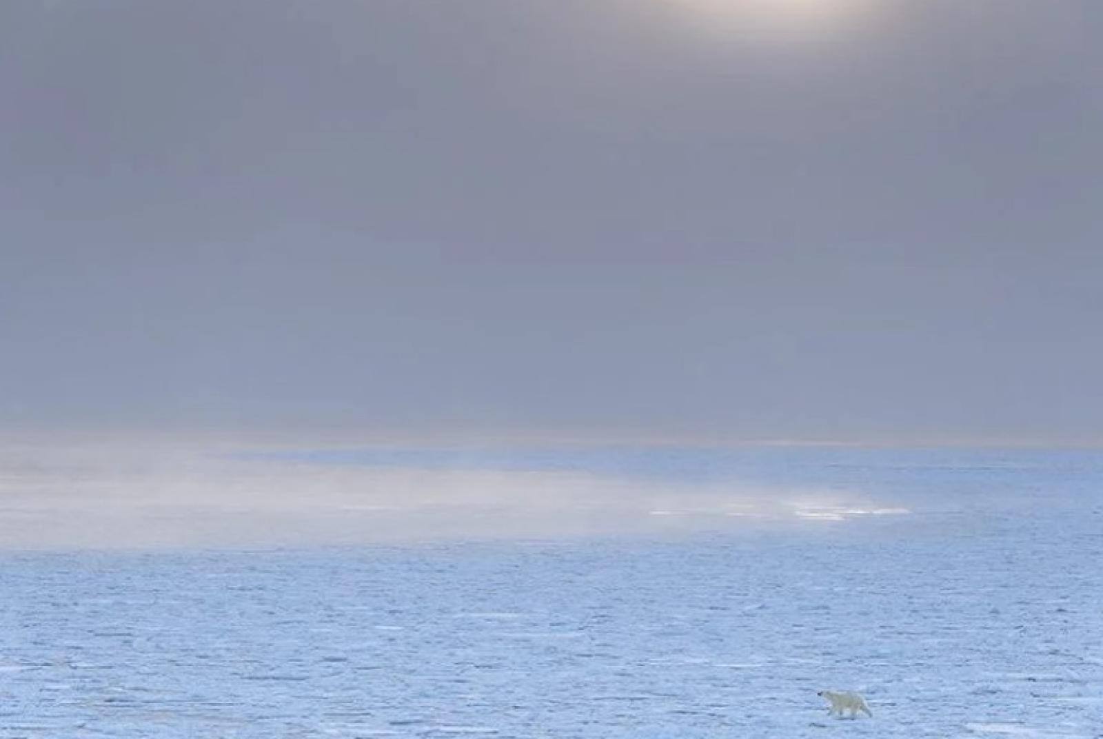 © Stefano Unterthiner  Conferenza. Storie di lupi e di orsi con Stefano Unterthiner