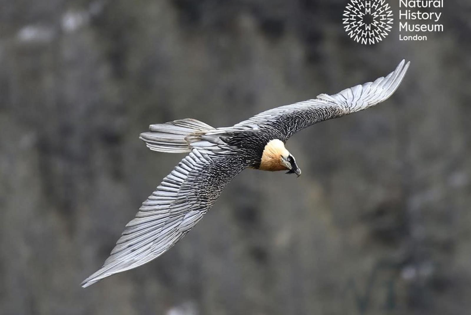 Valle d'Aosta, il cuore selvaggio delle Alpi. Incontro con il fotografo Marco Colombo